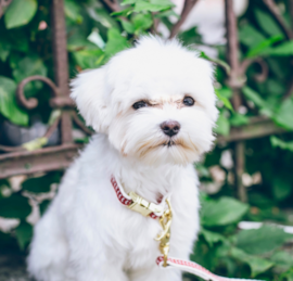 Maltese Puppies For Sale - Seaside Pups